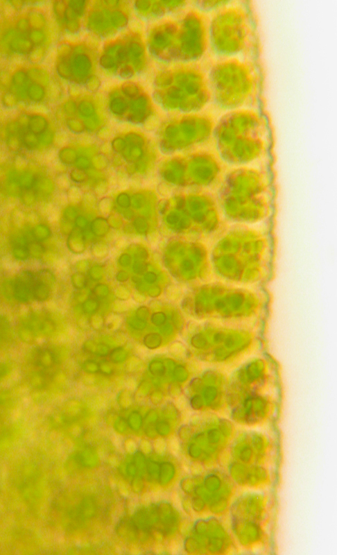 Amphidium lapponicum
